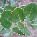 Ilex rotunda P23